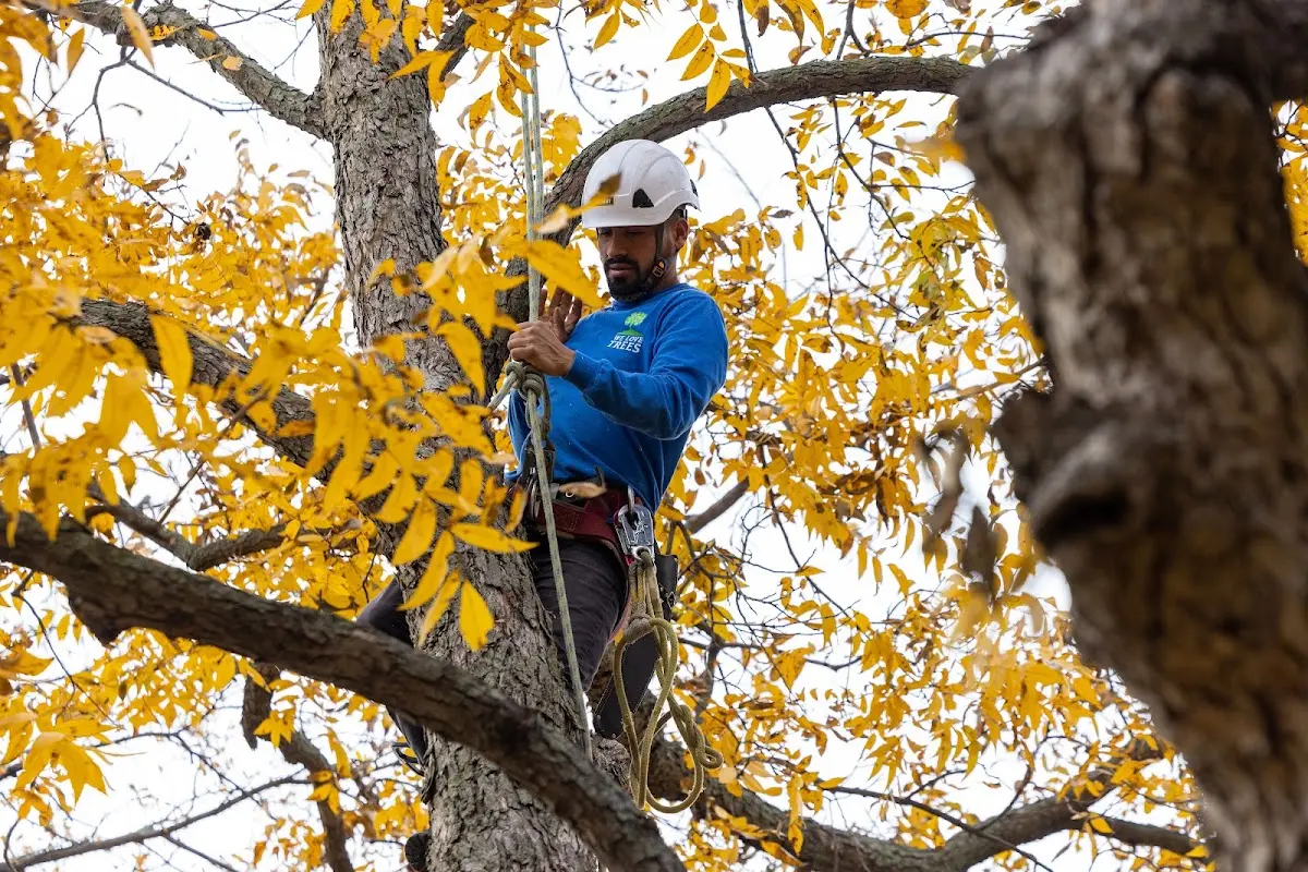 Skilled Tree Transplanting crew working in Atwood